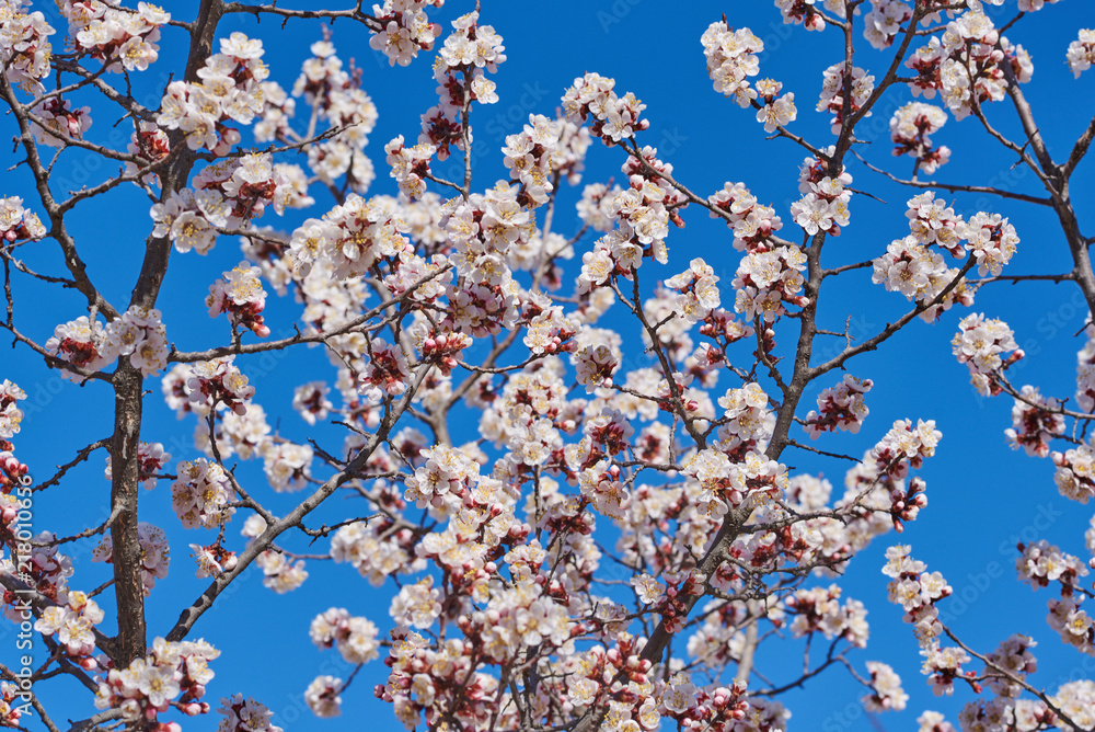 Branches of a blossoming fruit tree with large beautiful buds against a bright blue sky  Cherry or apple blossom in Spring season. Beautiful flowering fruit trees. Natural  background.