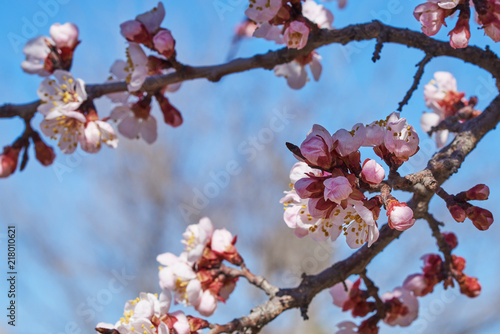 Branches of a blossoming fruit tree with large beautiful buds against a bright blue sky Cherry or apple blossom in Spring season. Beautiful flowering fruit trees. Natural background.