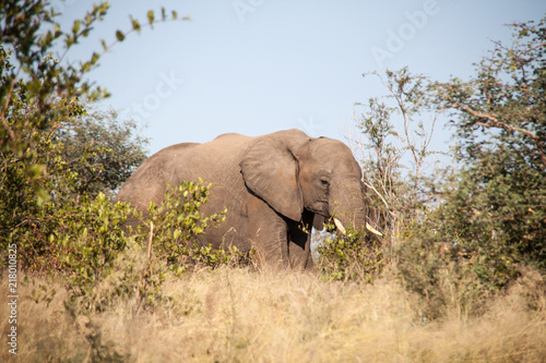 Bull Elephant walking through the Brush