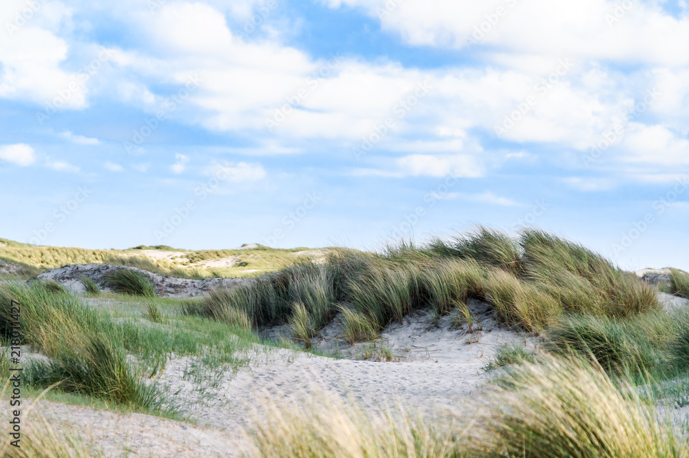 Texel Texel