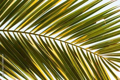 leaf of palm as background