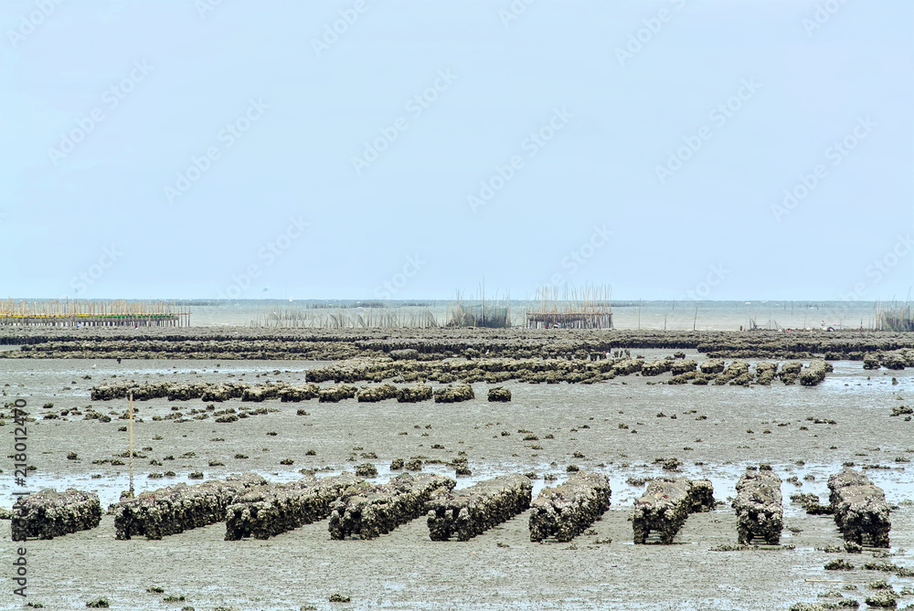 Tranquil Scenery of Oyster Farming at Low Sea Level Tranquil Scenery of Oyster Farming at Low Sea Level