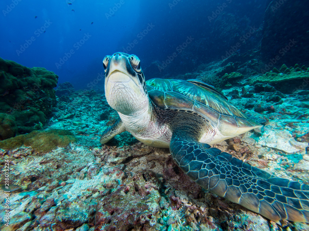 Fototapeta premium Green sea turtle