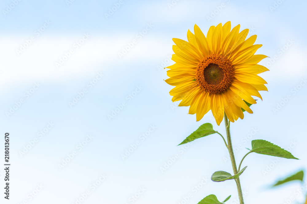 A close-up of one young bright yellow sunflower on a bly sky A close-up of one young bright yellow sunflower on a bly sky
