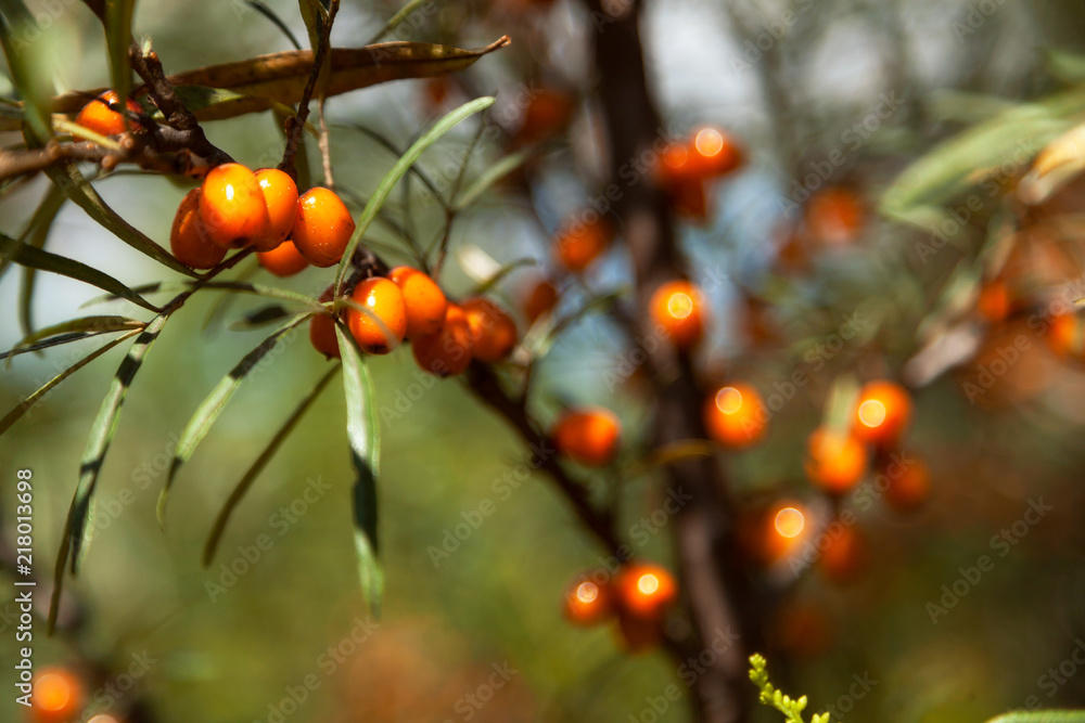 Close up branch of orange sea buckthorn berries with berries of sea buckthorn and green leaves