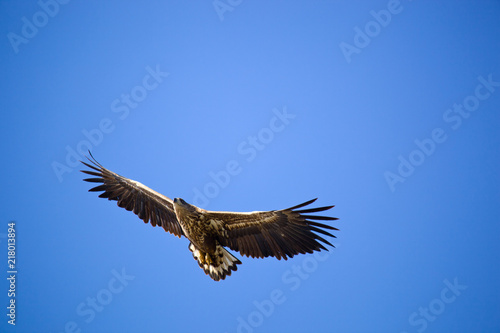 White-tailed eagle against the blue sky. Wild nature of Russia. Astrakhan Region. Russia