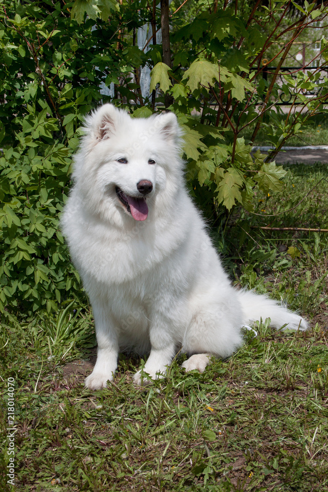 Samoyed dog is sitting on a green meadow.
