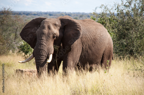 Large Elephant on Safari