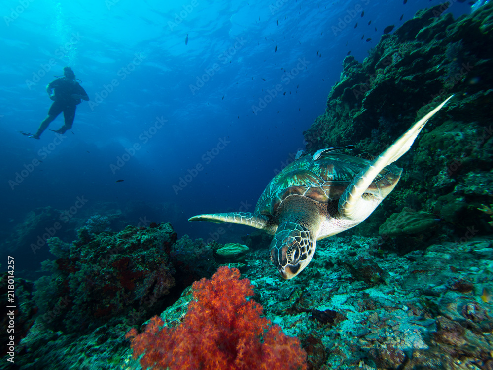 Fototapeta premium Green sea turtle