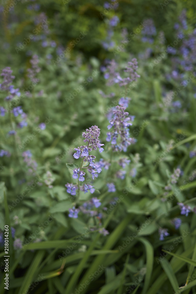 Obraz premium Nepeta cataria