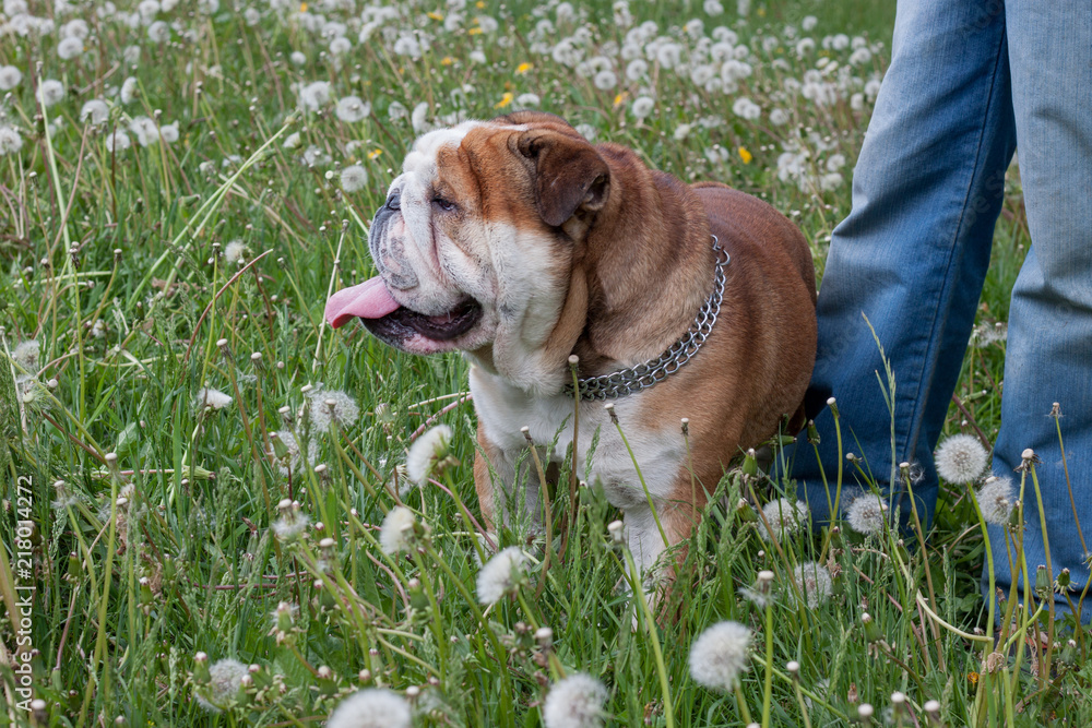 Cute english bulldog is standing in a green grass with his owner.