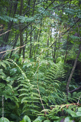 Greenery. Forest green. Summer in the mountains. Screensaver. Painting of nature.