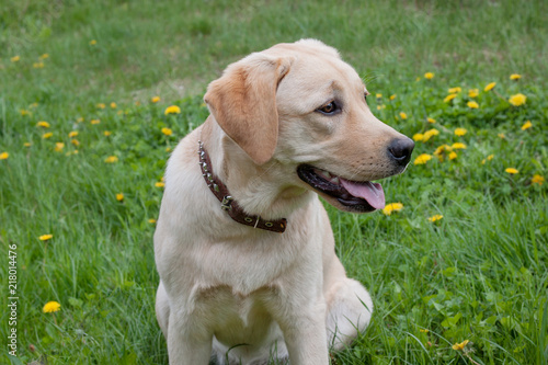 Cute labrador retriever is sitting on a blooming meadow. Pet animals.