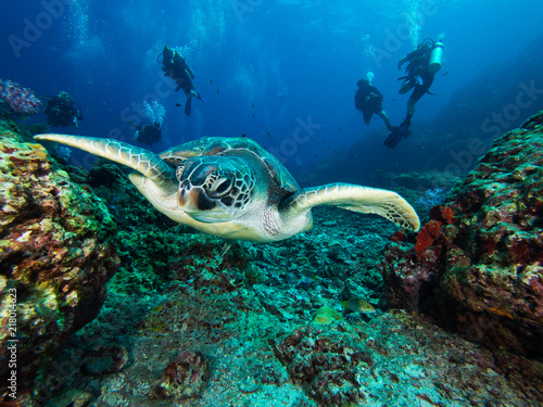 Green sea turtle © Magnus