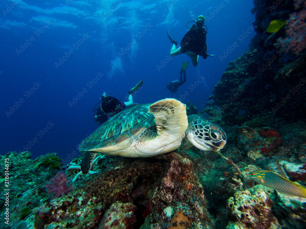 Fototapeta premium Green sea turtle