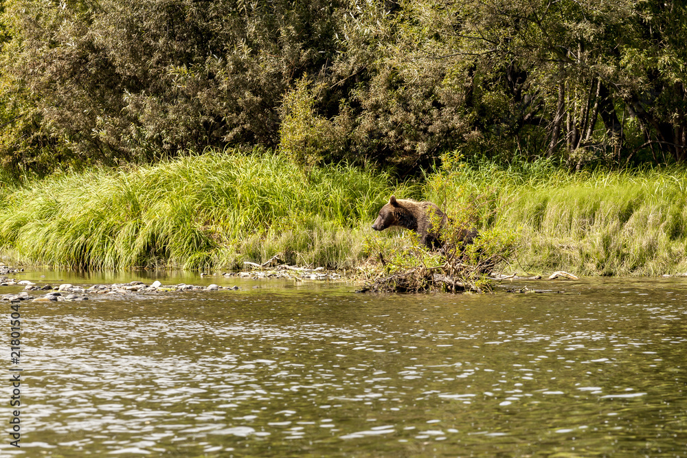 Brown bear (Ursus arctos beringianus) fishing in the river. Kamchatka, Russia Brown bear (Ursus arctos beringianus) fishing in the river. Kamchatka, Russia