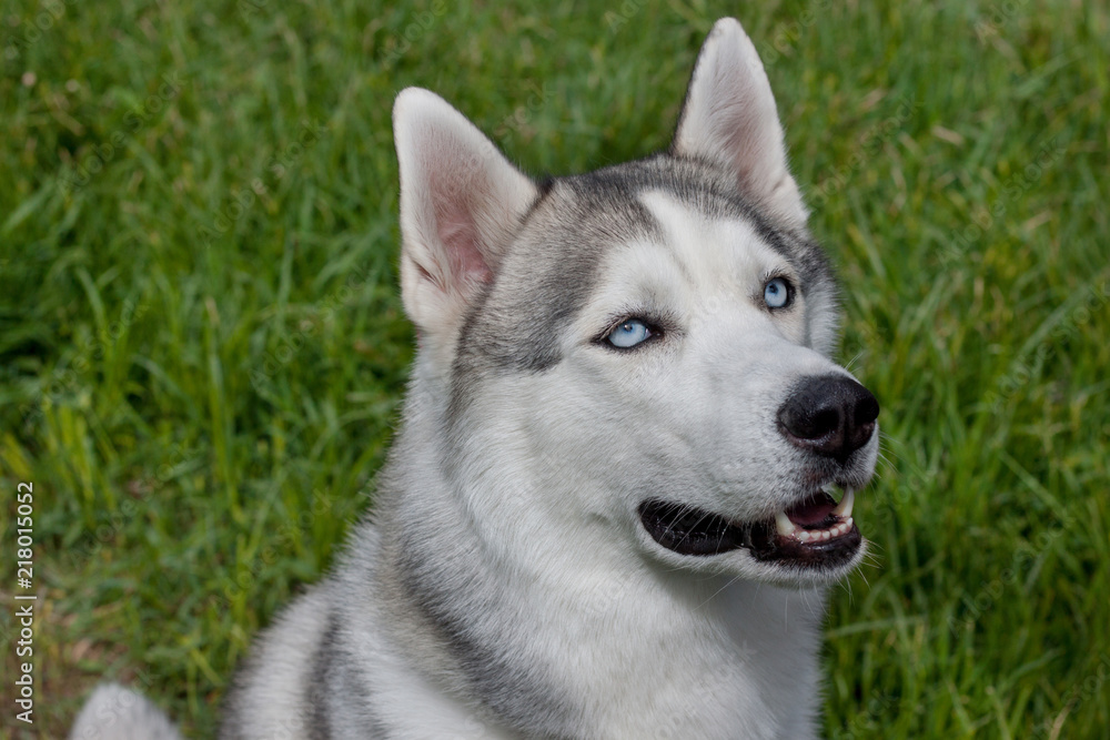 Siberian husky is sitting on a blooming meadow. Close up.