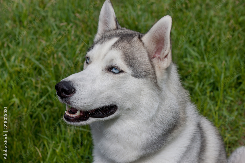Siberian husky is sitting on a spring green meadow. Close up.