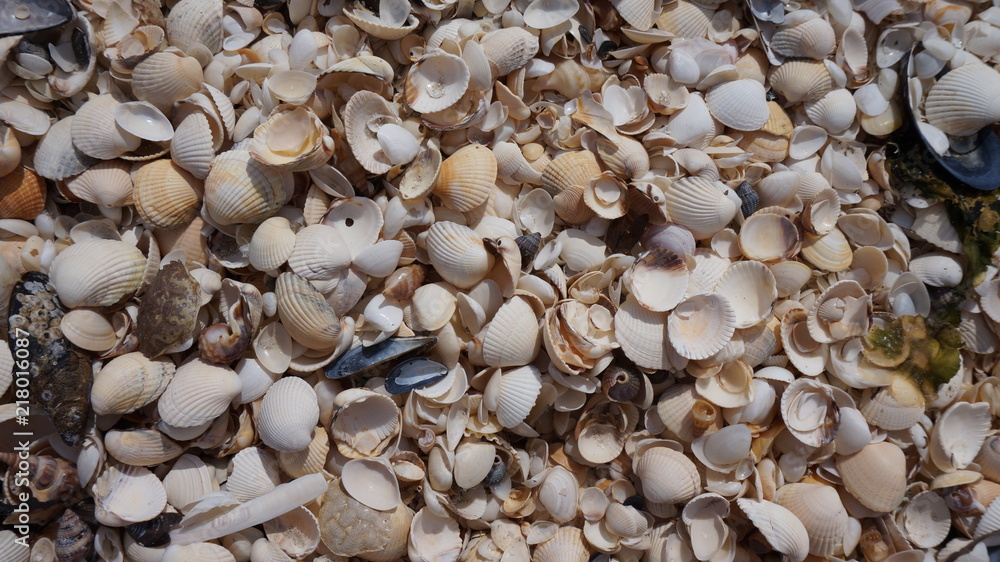 Shells Shells