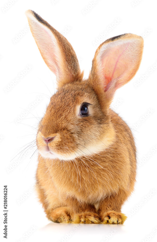Fototapeta premium Brown rabbit on white.