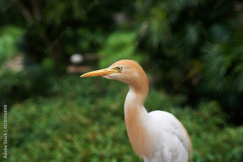 Close-up of Cattle egret (Bubulcus ibis) on green background in its natural habitat. Cattle egret on plain natural background, white medium sized bird on a bright sunny day. Selective focus. Close-up of Cattle egret (Bubulcus ibis) on green background in its natural habitat. Cattle egret on plain natural background, white medium sized bird on a bright sunny day. Selective focus.
