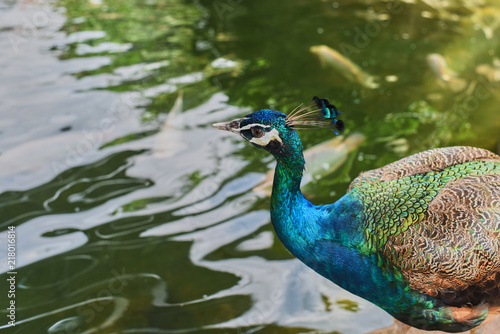 Wallpaper Mural Portrait of a peacock. Nature, photo of wild animals. A beautiful peacock in a natural habitat. Torontodigital.ca