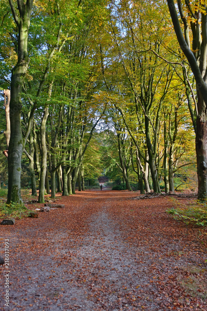 Obraz premium Road in forest