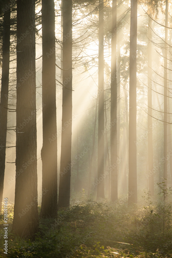 Fototapeta premium Light rays in a forest during sunrise