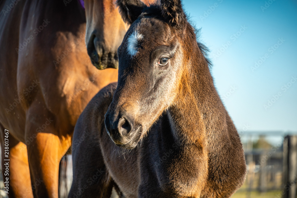 Fototapeta premium Foal