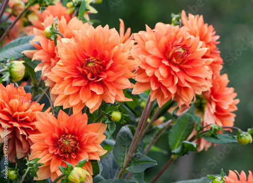 asteraceae dahlia cultorum grade mrs. Eileen profuse and showy vibrant orange flowers set against the lush green foliage, three flowers close-up grows in the garden, summer or early autumn