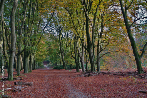 Photography Road trough forest