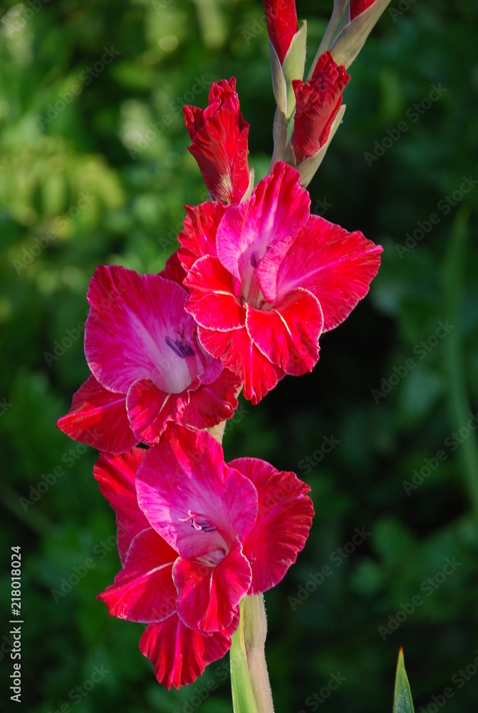 flowers flowers
