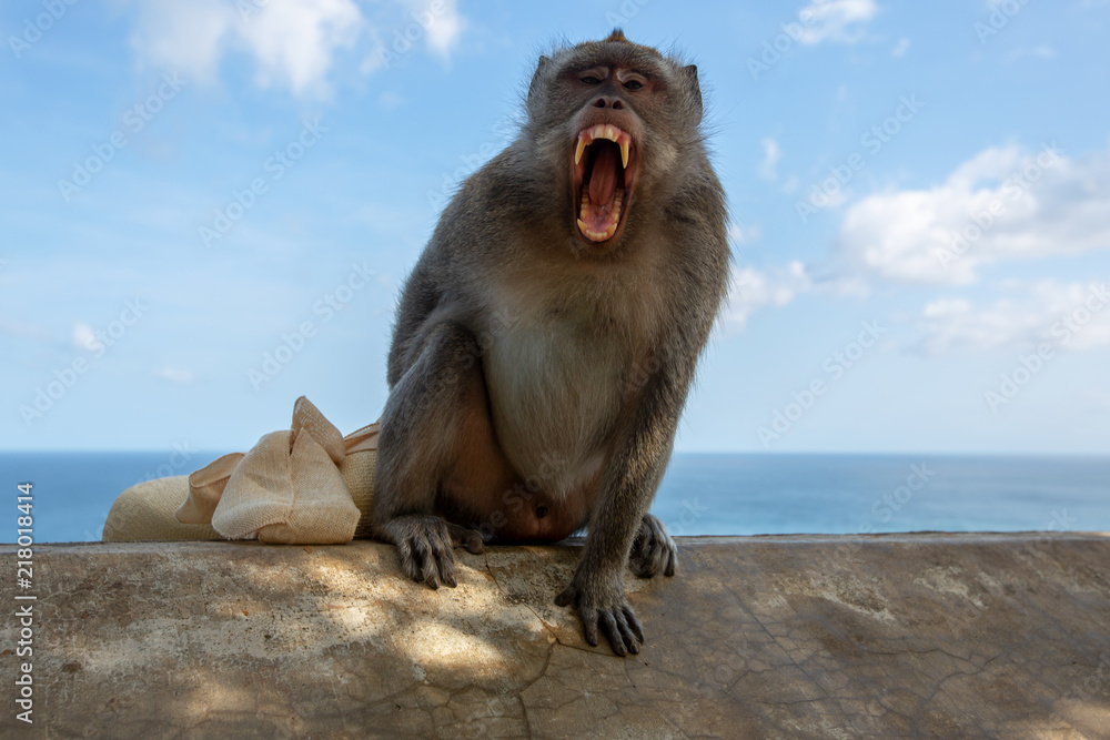 Fototapeta premium Agressive monkey at Pura Luhur Temple, Uluwatu, Bali, Indonesia