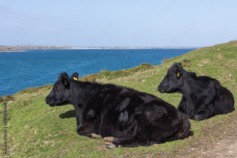 Fototapeta premium Rinder