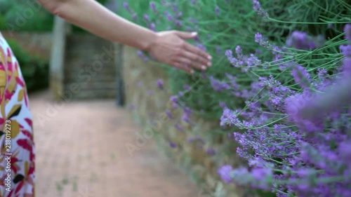 Tuscany, Italy. Girl touches lavender flowers close-up
