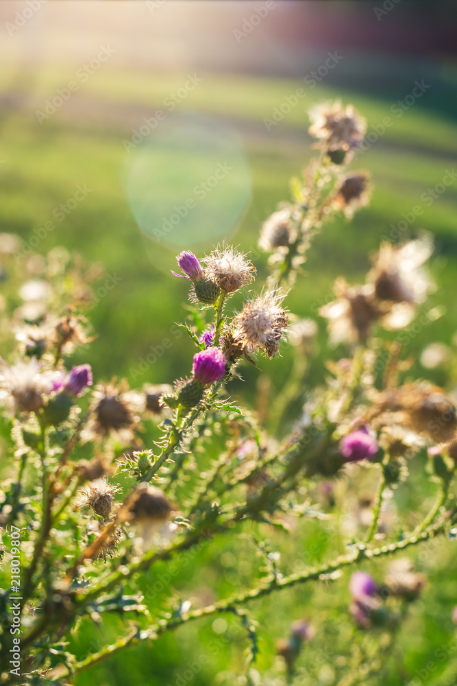 Beautiful onopordum - green prickly weed on sunset Beautiful onopordum - green prickly weed on sunset