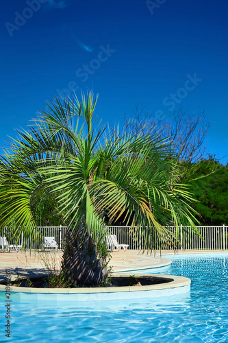 Beautiful swimming pool with clear blue water and green palm tree. Sunny summer day with blue sky