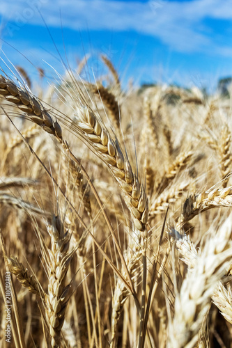 Wheat on the field. Plant, nature, rye.