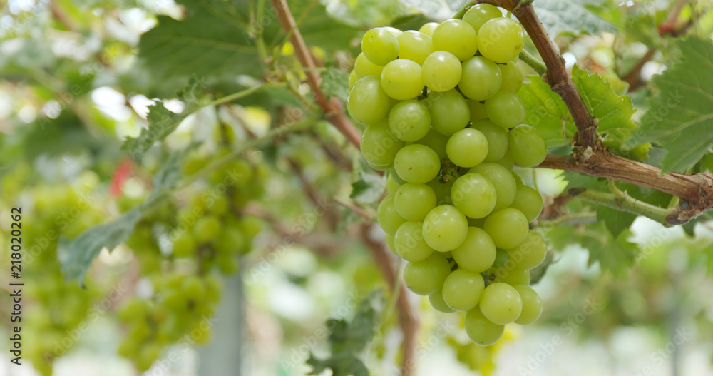 Green grape farm Green grape farm