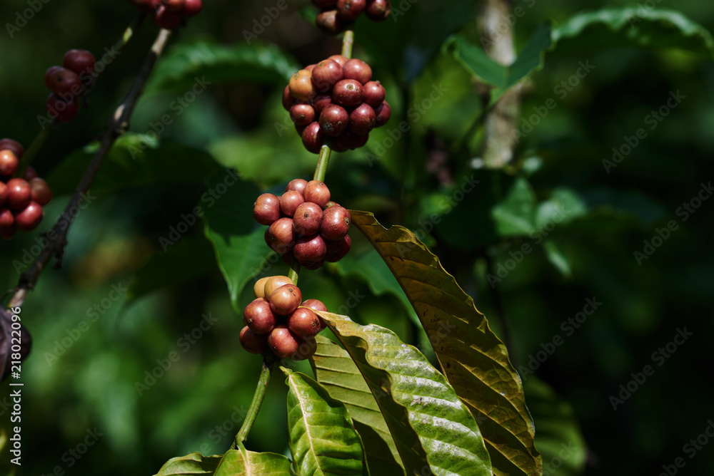 Coffee beans on tree in farm. Rich harvest concept. Coffee beans on tree in farm. Rich harvest concept.
