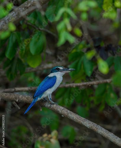 Collared kingfisher perching on tree © forest71