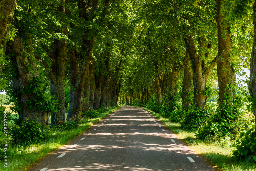 Lovely tree avenue along a straight country road in summer. Location near lake Takern in Sweden.