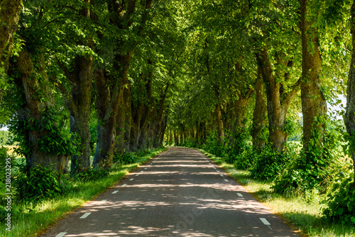 Lovely tree avenue along a straight country road in summer. Location near lake Takern in Sweden. © imfotograf