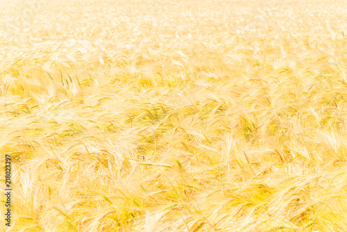 Field of golden barley (Hordeum vulgare) on a sunny summer day.