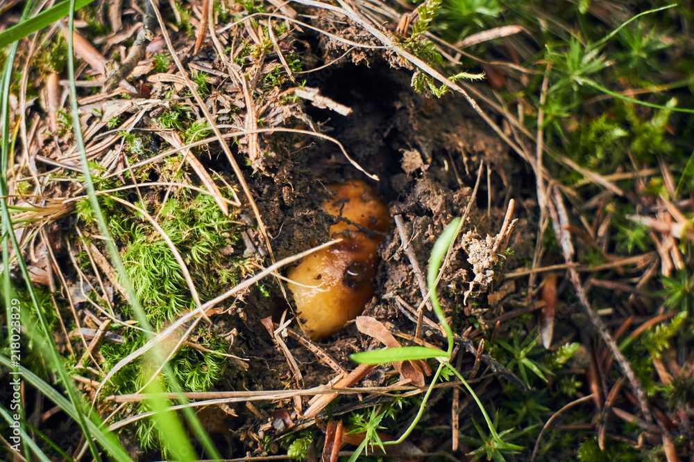 Porcini. Edible wild mushrooms. The power of intention. Energy of nature. Porcini. Edible wild mushrooms. The power of intention. Energy of nature.