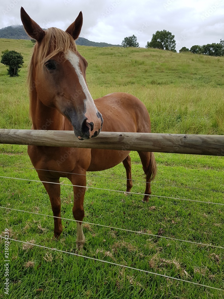 Fototapeta premium Beautiful brown horse on farm