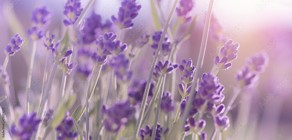 Obraz premium Kwitnąca lawenda kwiaty tło