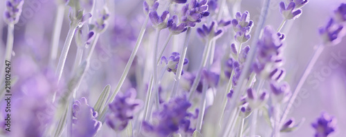 Violet Lavender flowers background