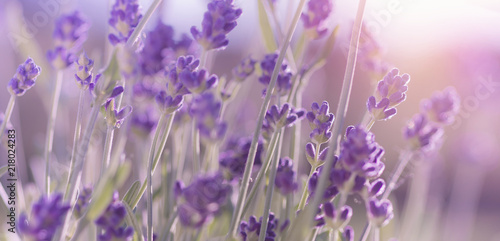 Blossoming Lavender flowers background photo