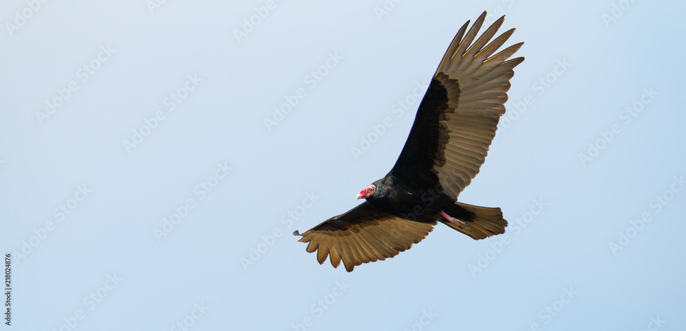 Obraz premium Turkey vulture looking for a prey